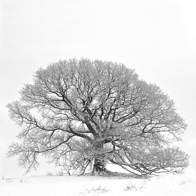 snowy oak 084