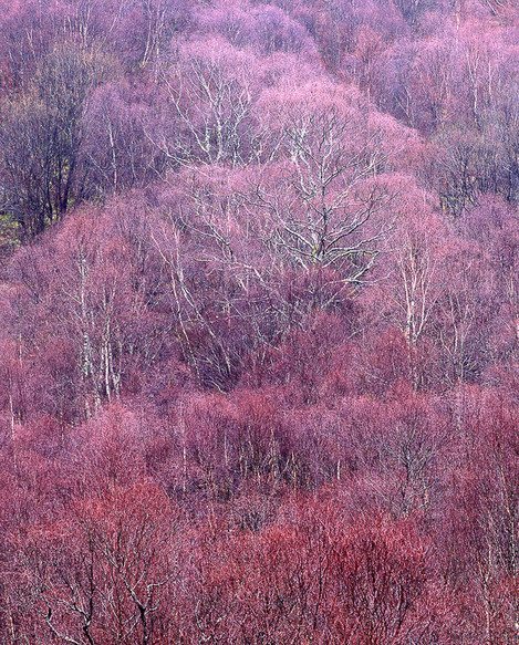 Large format photography - Late Winter Birches, Kinlochleven