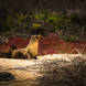 Kenneth_Meijer ~ The Galapagos Islands 9