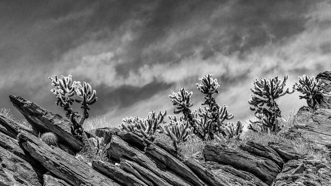 Goran Prvulovic ~Rocks of San Andreas Fault - Cactus Colony