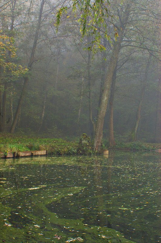 Xavier Arnau Bofarull ~ The Pond 1