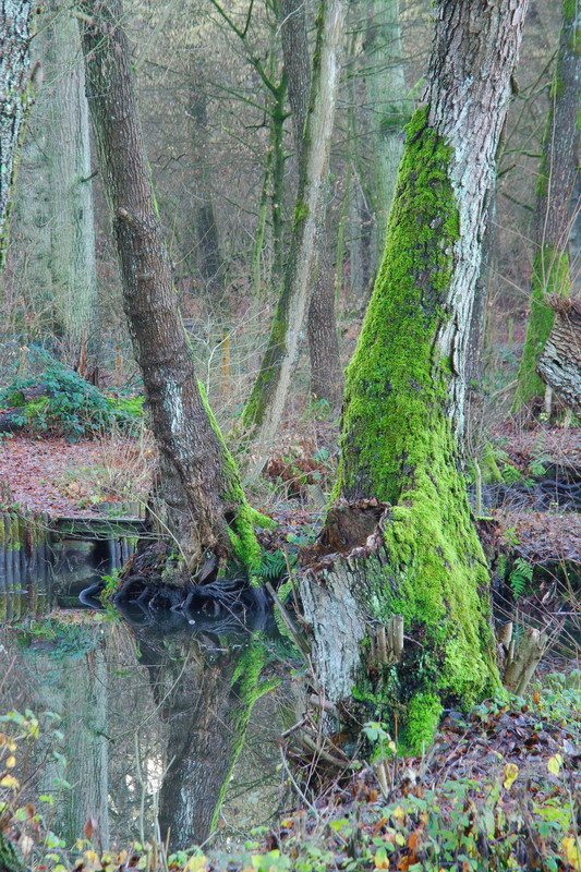 Xavier Arnau Bofarull ~ The Pond II