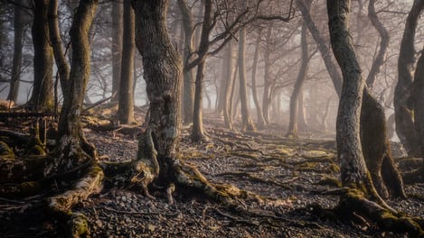 Mark Littlejohn ~ Secret Life of Trees