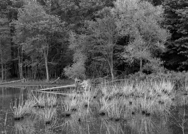 Gaetana Ebbole Trees of the Marsh 01