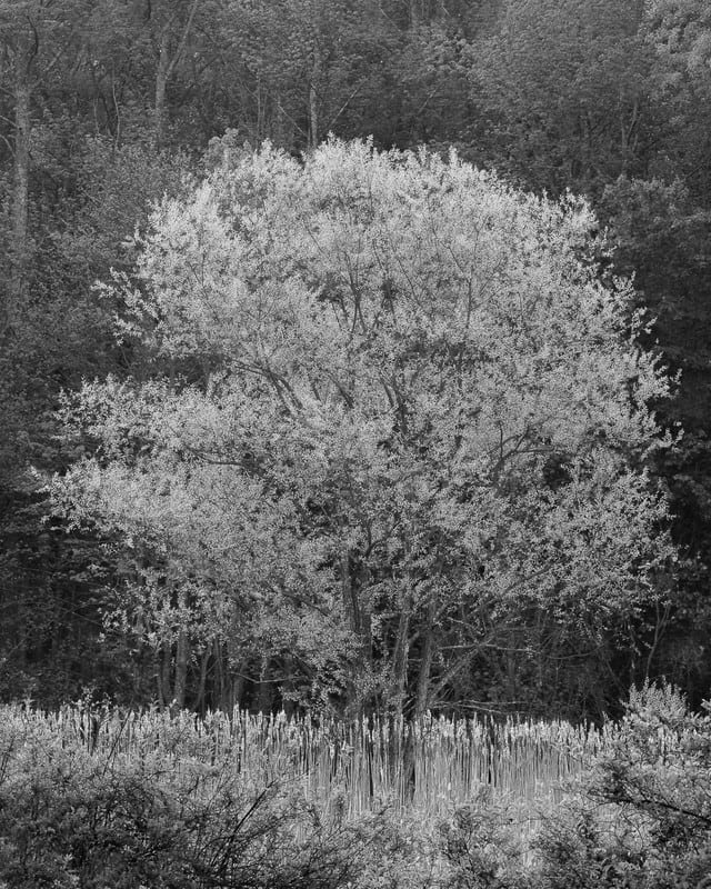 Gaetana Ebbole Trees of the Marsh 02