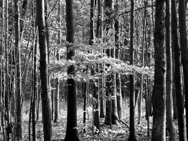 Gaetana Ebbole Trees of the Marsh 03