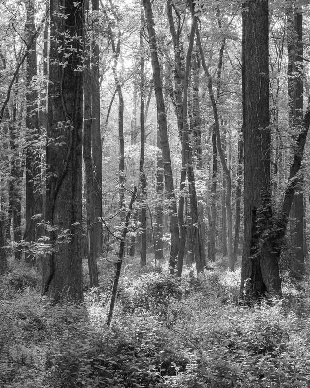 Gaetana Ebbole Trees of the Marsh 04