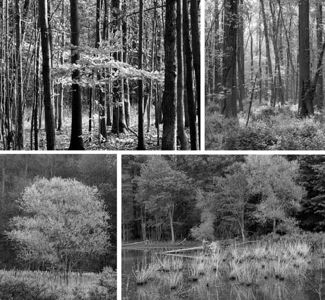 Gaetana Ebbole Trees of the Marsh 01