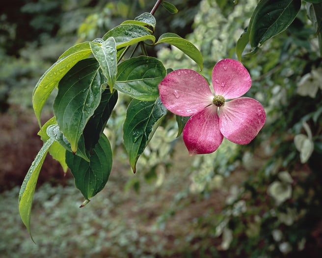 Rod Bennington ~ Cornus Gloria Birkett