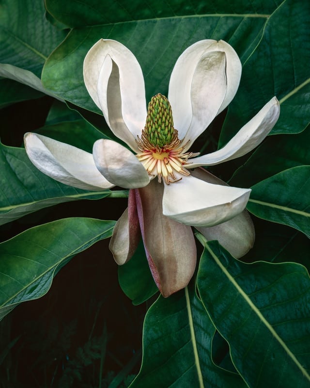 Magnolia biloba