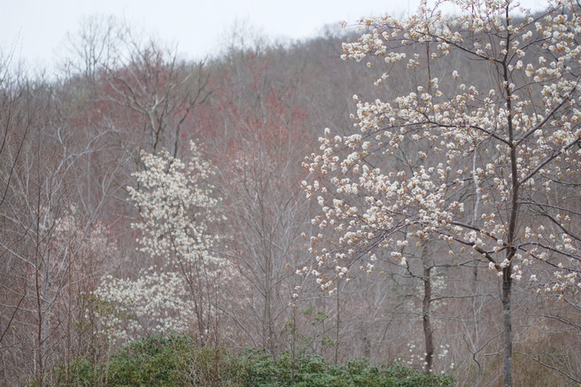 Christoph Geiss - dogwoods