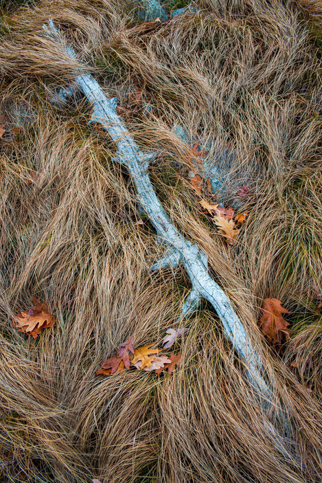 Chris Murray - Branch Grasses