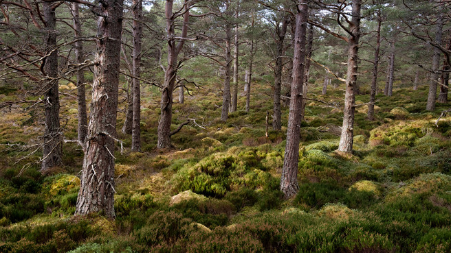 Grant Bulloch - Rothiemurchus