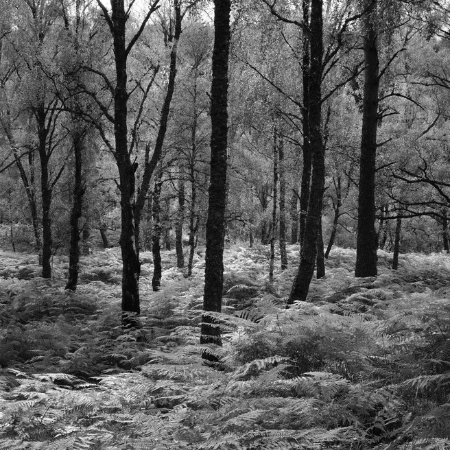Richard White - Killiecrankie Forest#2