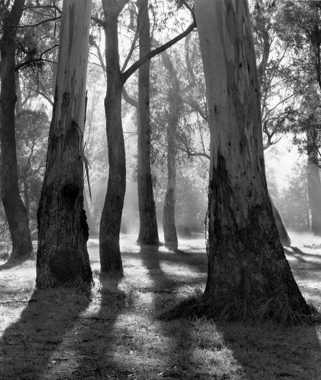 Richard White - ki xManna Gums Davons Flat