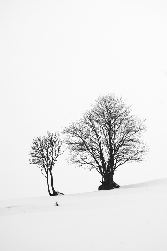 Xavier Arnau Bofarull- Winter Trees 2