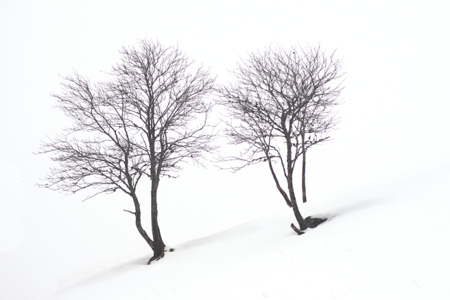 Xavier Arnau Bofarull- Winter Trees 3