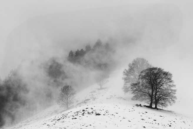 Xavier Arnau Bofarull- Winter Trees 4