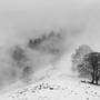 Xavier Arnau Bofarull- Winter Trees 4