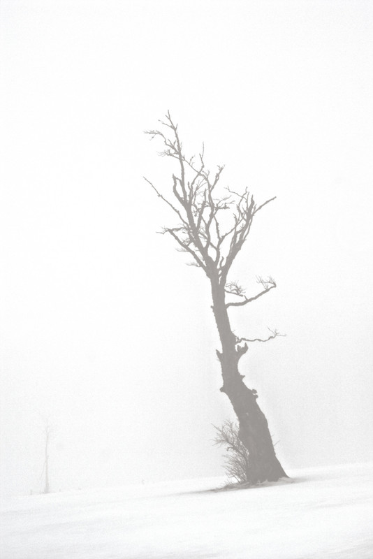Xavier Arnau Bofarull- Winter Trees