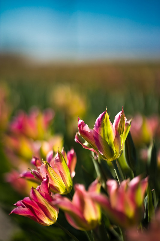 Charles Nyst - Tulips from Holland 2