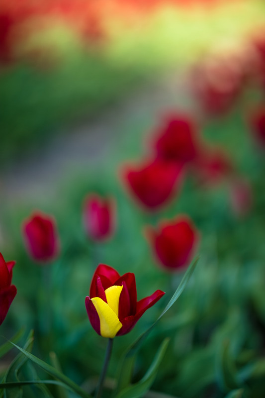 Charles Nyst - Tulips from Holland 3