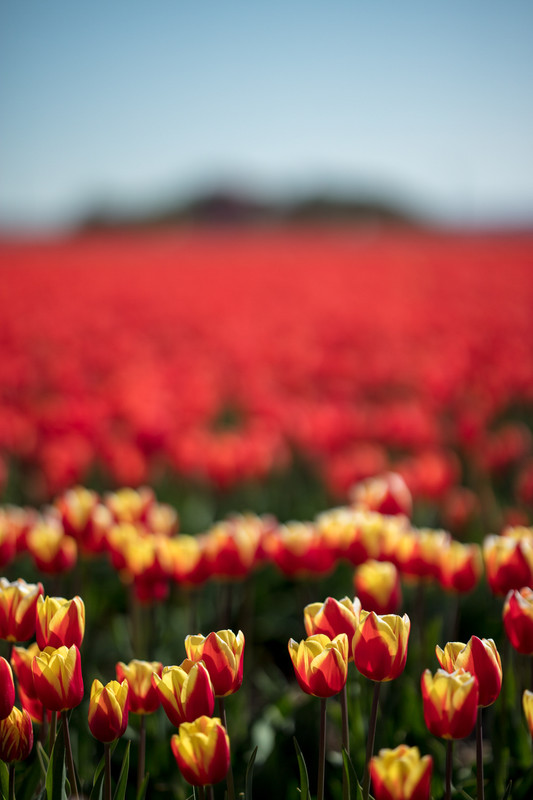 Charles Nyst - Tulips from Holland 4