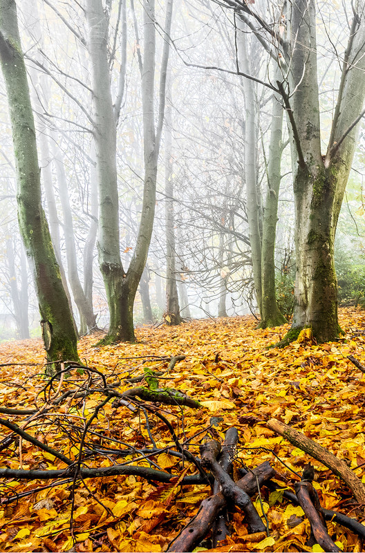 Graeme Fielden - Birch Hill Wood