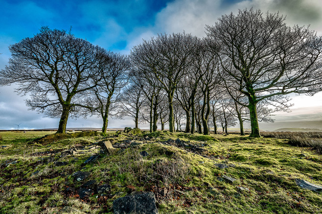 Graeme Fielden - Watergrove Wood