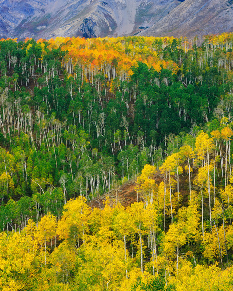 Guy Tal- Aspen Fall Tapestry