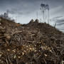 Joe Cornish - Strath_Conon clear Cut