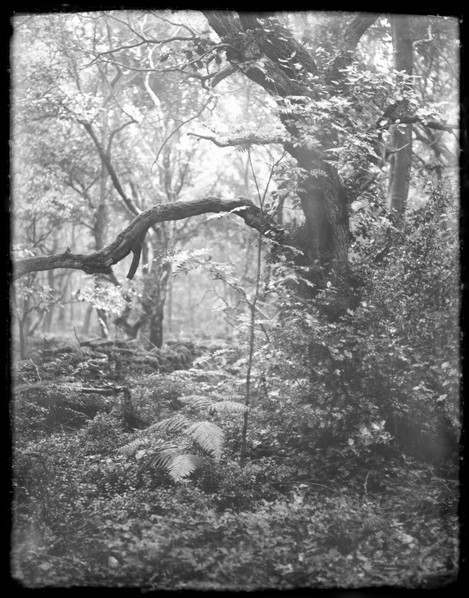 Matt Lethbridge - Dry Plate Landscapes 01