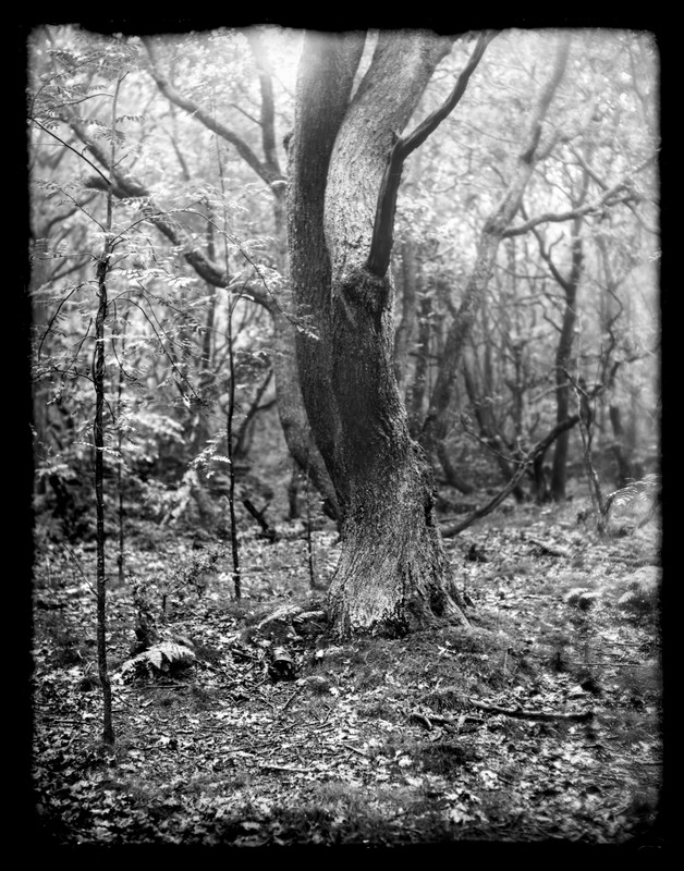 Matt Lethbridge - Dry Plate Landscapes 02