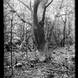 Matt Lethbridge - Dry Plate Landscapes 02