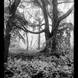 Matt Lethbridge - Dry Plate Landscapes 03