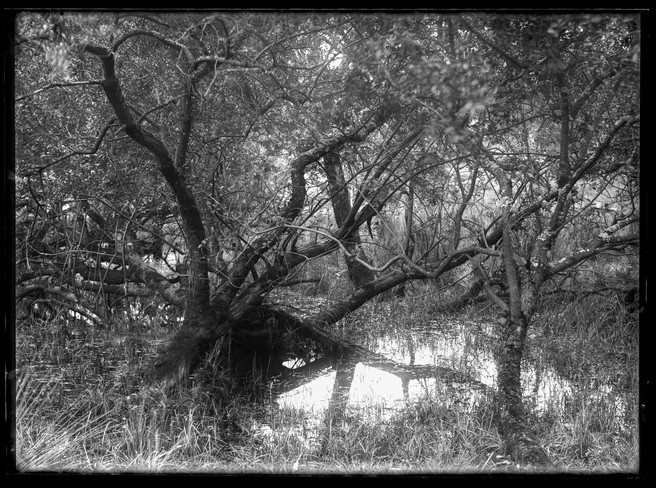 Matt Lethbridge - Dry Plate Landscapes 2