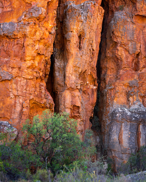 Murray Livingston - Sandstone Cliffs Fynbos Tree