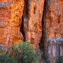 Murray Livingston - Sandstone Cliffs Fynbos Tree