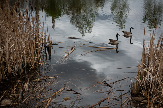 Barry-Rosof-Canada Geese