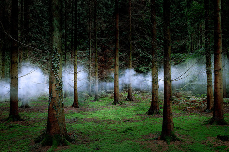Ellie Davis - Between the Trees 1, 2014
