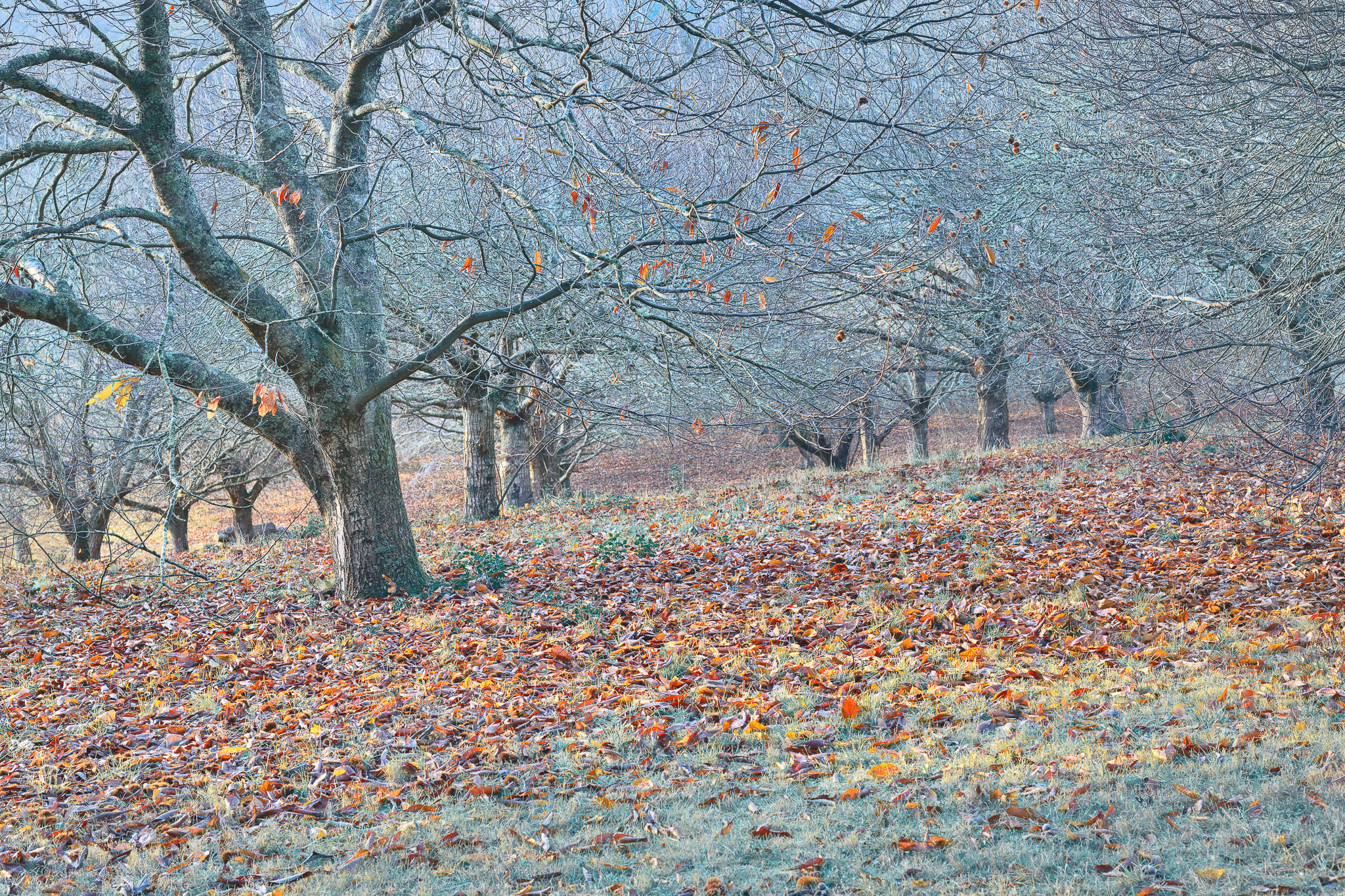My interpretation of colour in a chestnut orchard as winter approaches.