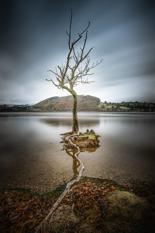 Survival: I saw this tree and the single root stretching out to the shore and immediately thought the tree was hanging on for survival. 