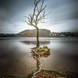 Survival: I saw this tree and the single root stretching out to the shore and immediately thought the tree was hanging on for survival.