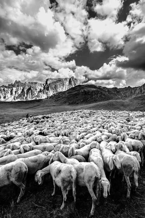 800 sheep at Passo Giau, transhumance (p.105)