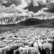 800 sheep at Passo Giau, transhumance (p.105)