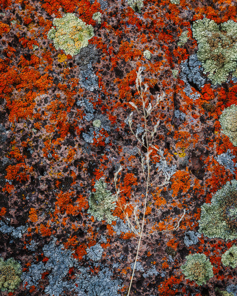 Lichen Moon - Abstraction in Photography Guy Tal