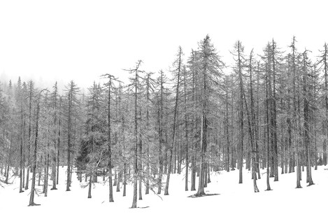 Line of larch trees in the fog (p.118)