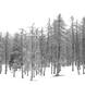 Line of larch trees in the fog (p.118)