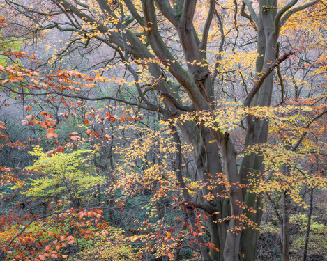 Simon Baxter - autumn-layers