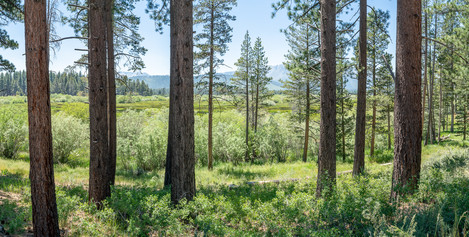 Next Generation - Trout Meadow, South Lake Tahoe, California